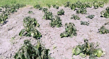 Proč brambory mrznou a jak tomu zabránit?